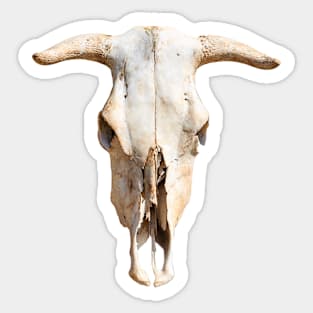 Cattle Skull Sticker